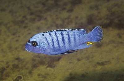 Maylandia fainzilberi 'Hai Reef'